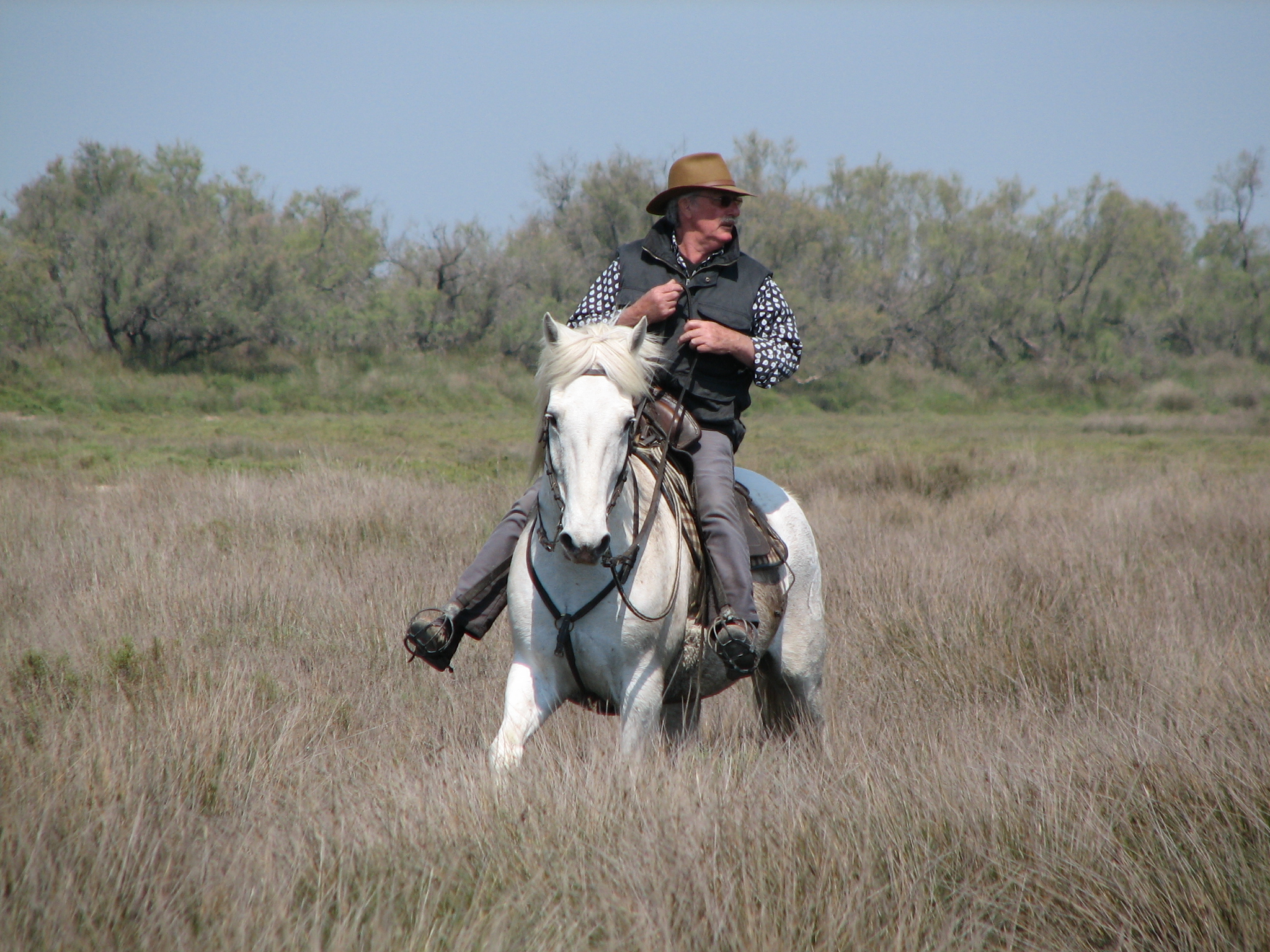 Herding with a Camargue horse