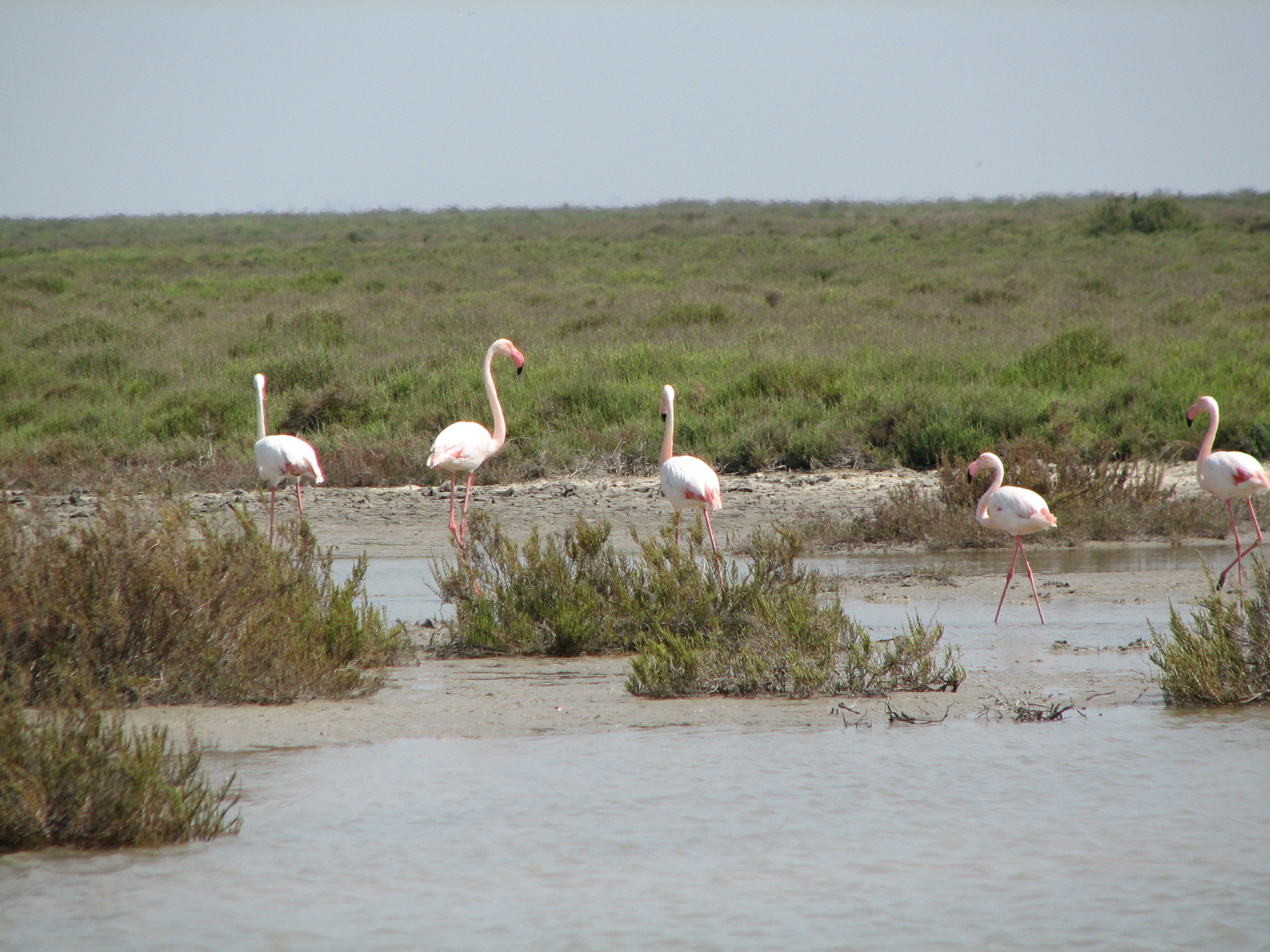 More flamingoes