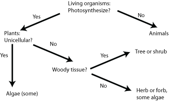 Flowchart for classifying organisms