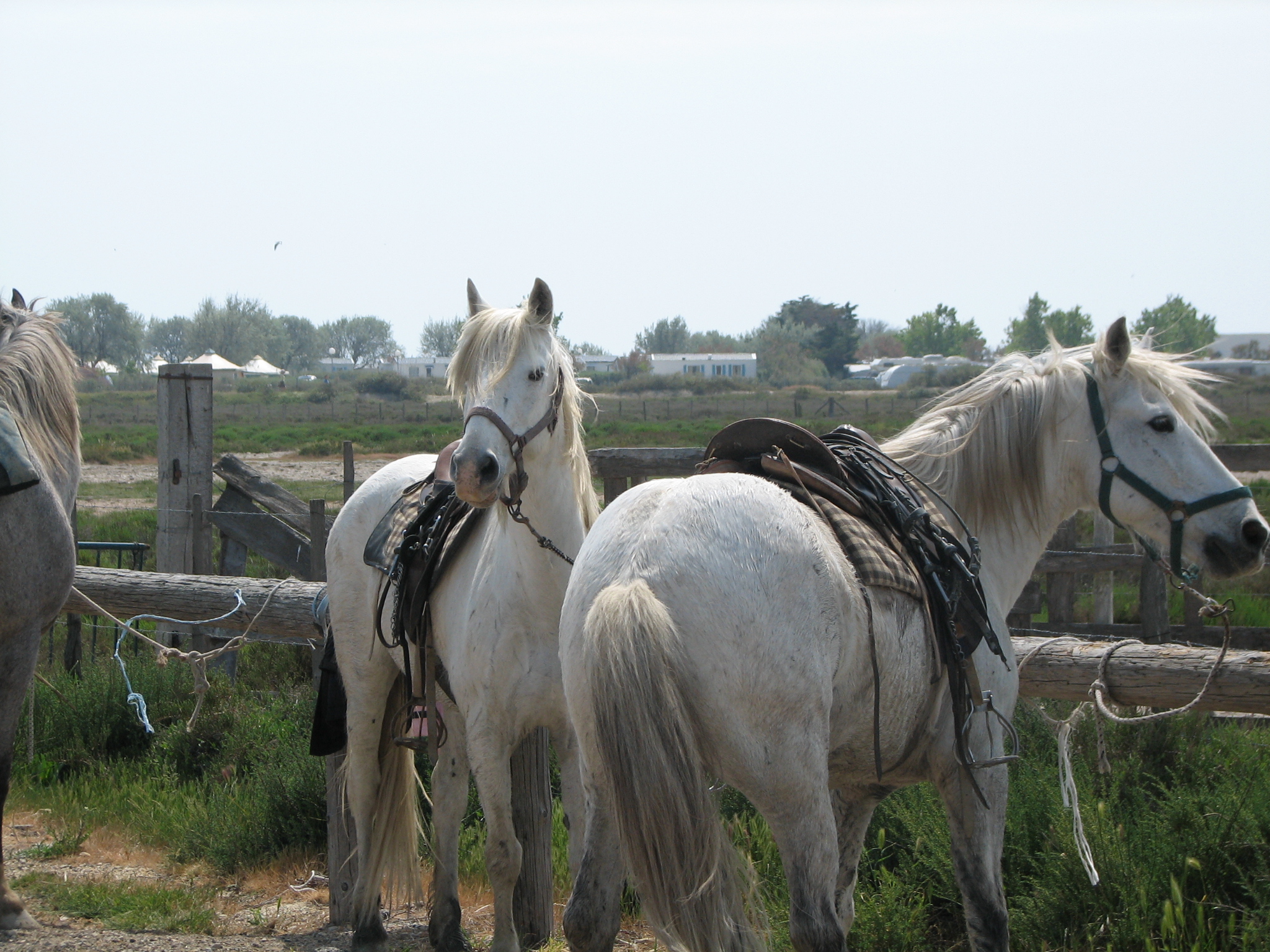 Camargue horses