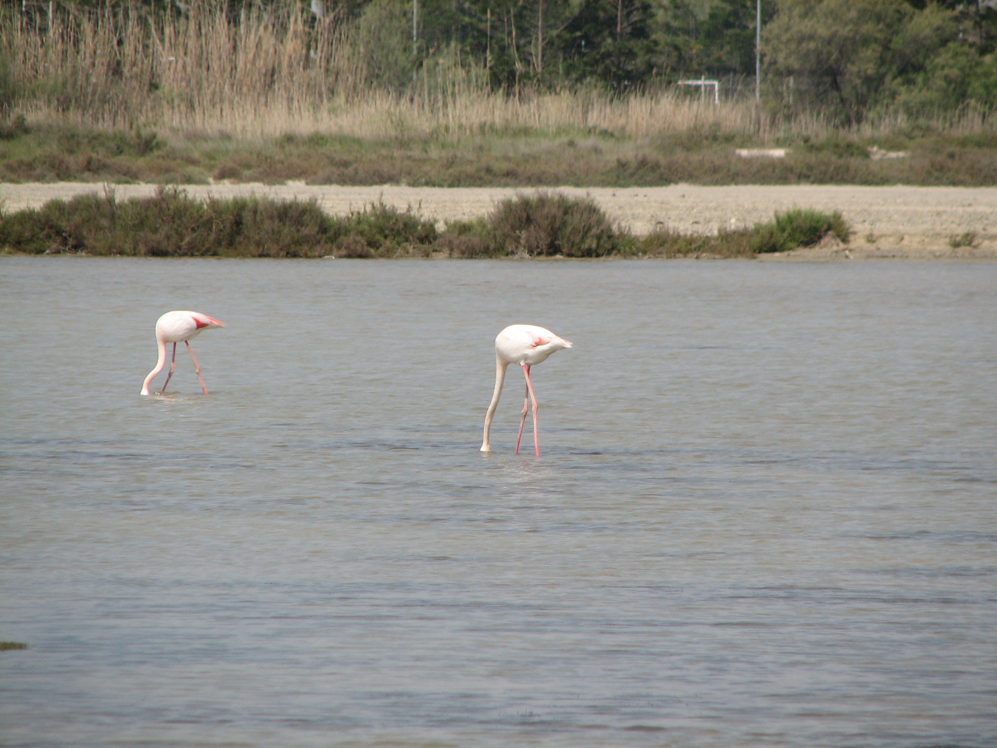 Flamingoes