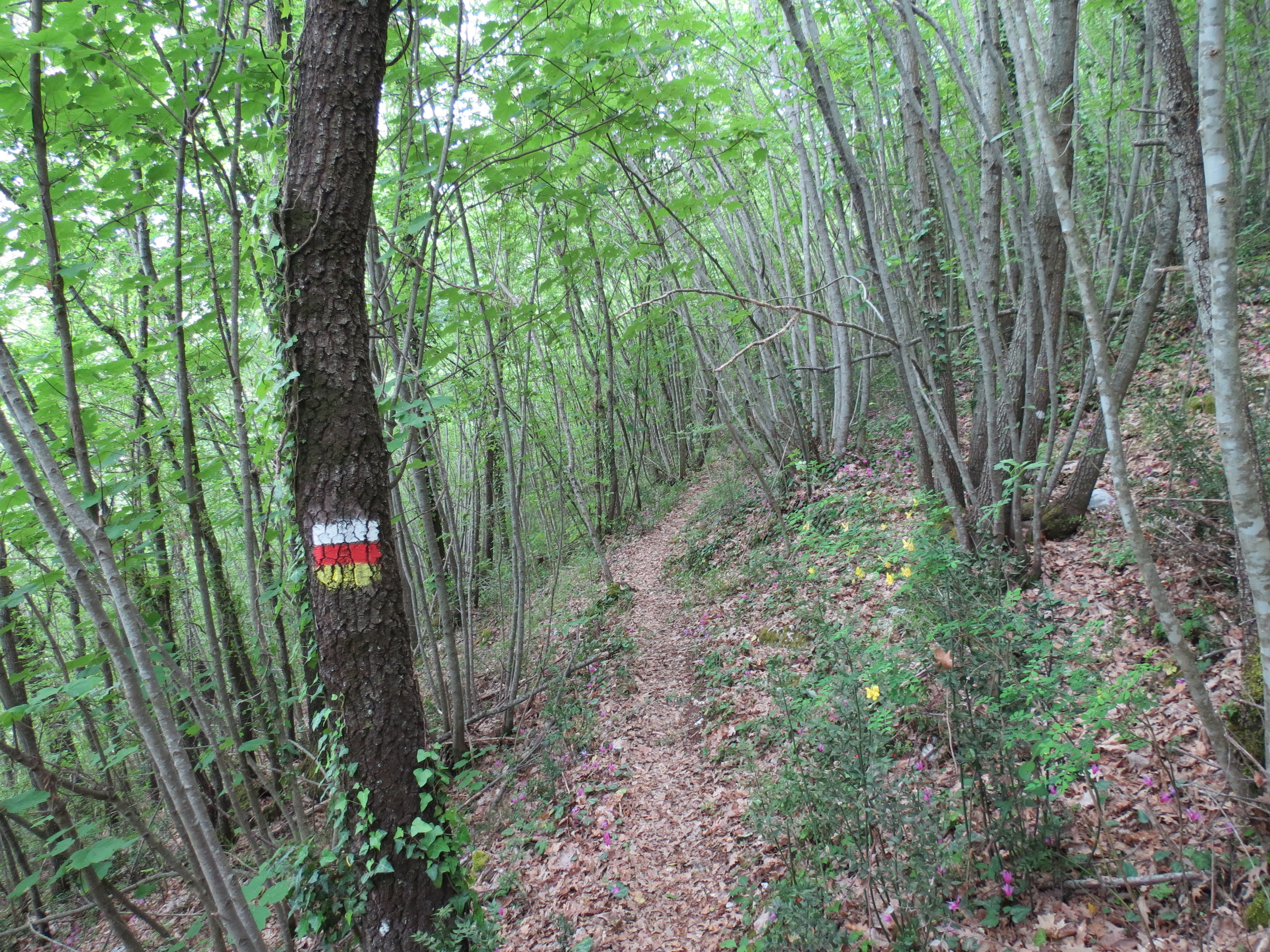 Blazed forest trail